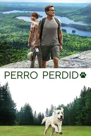 Perro perdido